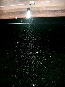 Muecken auf Don Khon